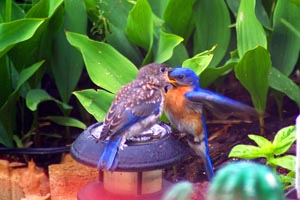Male Eastern Bluebird feeding young � Joanne DuMound