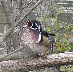 Wood Duck  Mary Anne Romito