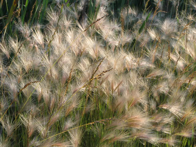 A Rye grass  Mary Anne Romito