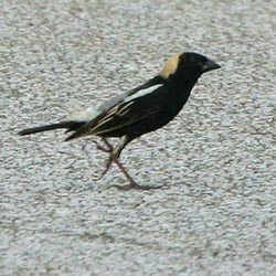 Bobolink  Dave Lewis