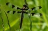 Dragonfly  David Lewis