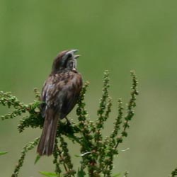 Song Sparrow  Dave Lewis