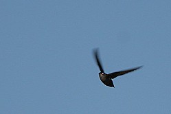 Chimney Swift  Dave Lewis