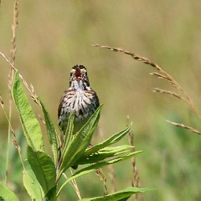 Savannah Sparrow  Dave Lewis