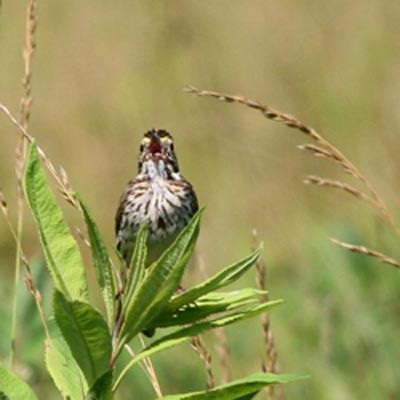 Savannah Sparrow  Dave Lewis