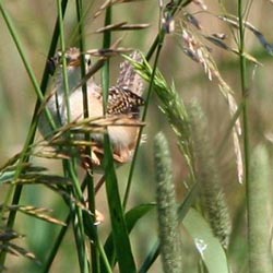 Sedge Wren  Dave Lewis