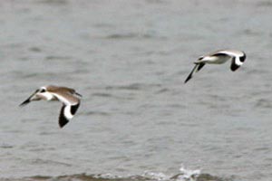 Willets in Flight  Dave Lewis