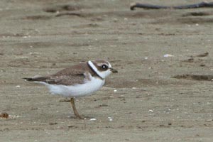 Semipalimated Plover  Dave Lewis