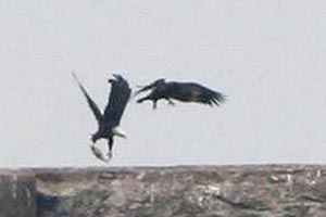 Bald Eagles with fish  Dave Lewis