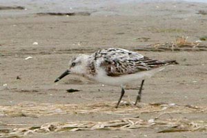 Sanderling  Dave Lewis