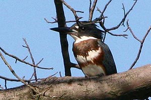 Belted Kingfisher  Dave Lewis