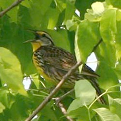 Meadowlark  Dave Lewis