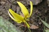 Trout Lily  Mary Anne Romito