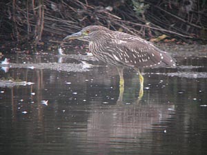 Immature Black Crowned Night Heron  Dave Watkins