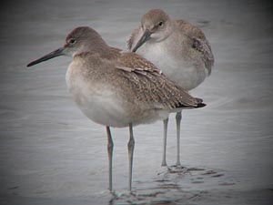 Willet Pair  Dave Watkins