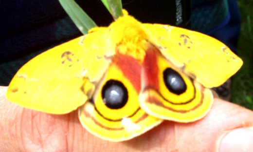 IO Moth  Rich Kassouf