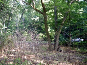 Point near dead Japanese Knotweed