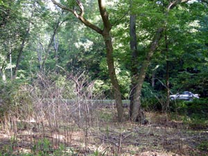 Point near dead Japanese Knotweed