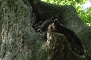 Close up of Raccoon