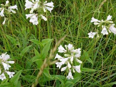 Penstemon