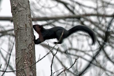 Black Squirrel