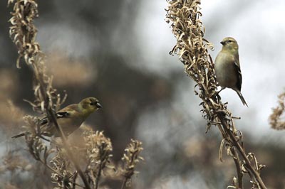 Goldfinches