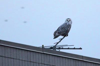 Snowy Owl