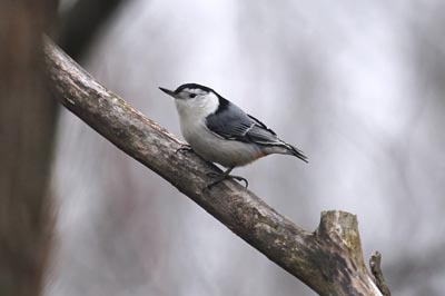 White-breasted Nuthatch