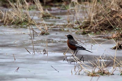 Robin by Tom Fishburn