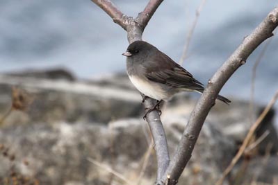 Dark-eyed Junco