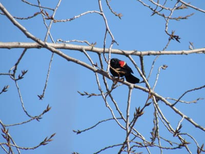 Red-winged Blackbird