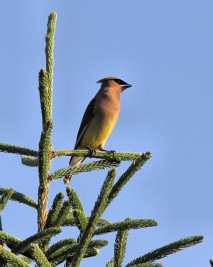 Cedar Waxwing
