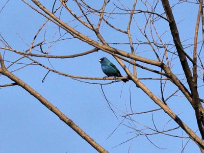Indigo Bunting