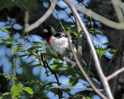 Rose-breasted Grosbeak