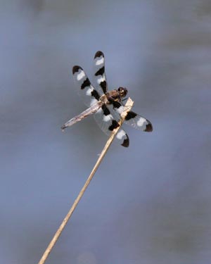 Twelve-spotted Skimmer
