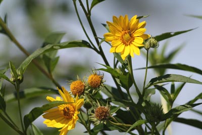 Sawtooth Sunflower