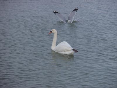 Mute Swan and Ring-billed Gull