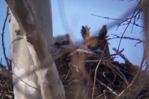 Great Horned Owl with Chick � Penny OConnor