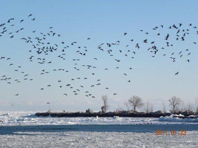 Whats got the birds spooked