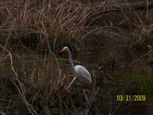 Great Egret at Rocky River nature Center