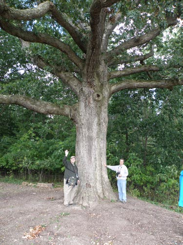 Huge Tree