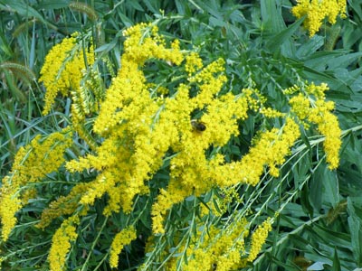 Goldenrod