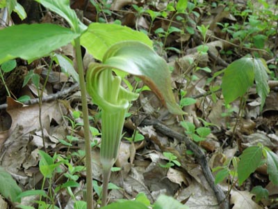 Jack-in-the-Pulpit