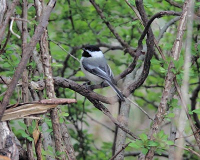 Black-capped Chickadee
