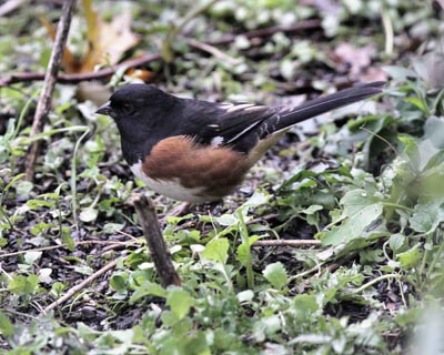 Eastern Towhee