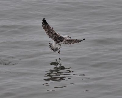 Lesser Black-backed Gull