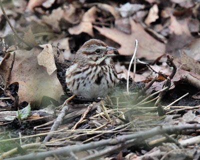 Song Sparrow