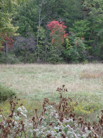 A few trees turning