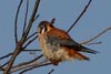 American Kestrel  Dave Lewis