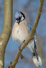 Blue Jay � Dave Lewis
